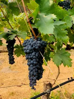 A ripe cluster of dark wine grapes hanging among green leaves on the vine