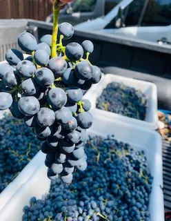 A cluster of dark wine grapes held above harvest bins filled with picked grapes from John Blust's backyard vineyard