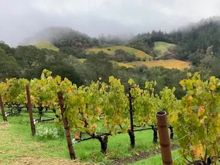 Vineyard rows below fog-wrapped hills on Mount Veeder in Napa Valley